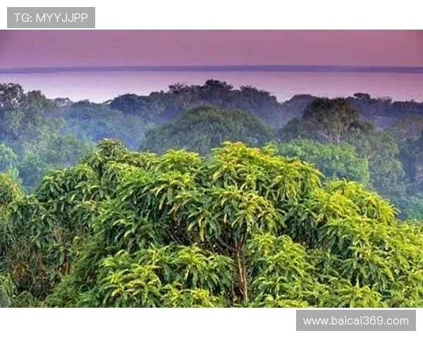 巴西风情直播：探秘南美狂欢节与亚马逊雨林奇观